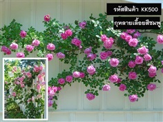 จำหน่ายเมล็ดพันธุ์กุหลายเลื้อยสีชมพู (เมล็ดพันธุ์คุณภาพดี)