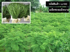 จำหน่ายเมล็ดพันธุ์ชะอมมีหนาม (เมล็ดพันธุ์คุณภาพดี ราคาถูก)