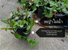 หญ้าไผ่น้ำ