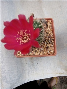 Lobivia cactus