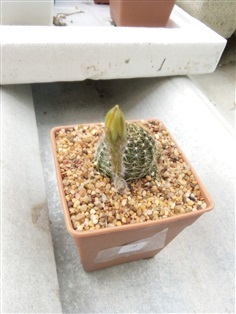 cactus  สีเหลือง