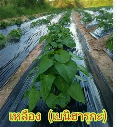 ต้นพันธุ์มันญี่ปุ่น  เหลือง ส้ม ขายส่วนยอดยาว 30 ซม.