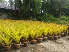 สับปะรดสี Aechmea blanchetiana ปลูกกลางแจ้งทนแดด