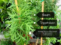 ชิงเฮา/โกฐจุฬาลัมพา