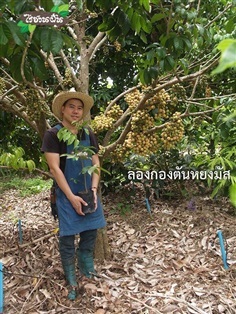 ไร่ชวนฝันจำหน่ายต้นลองกองตันหยงมัสเสียบยอด พันธุ์ดี อร่อย 