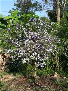 พุดสามสี