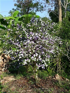 พุดสามสี