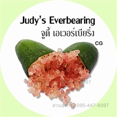 มะนาวคาเวียร์ Judy&#39;s Everbearing