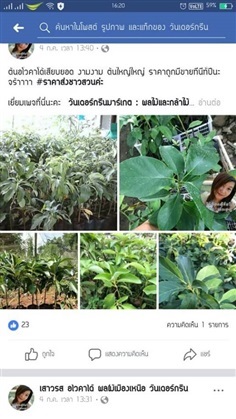 จำหน่ายต้นอโวคาโด้พันธุ์แฮส avocados hass ราคาส่งจำนวนมาก