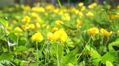 ถั่วบราซิล (Pinto Peanut, Arachis pintoi)