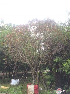 ตีนเป็ดแดง