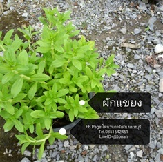 ผักกะแยง/ผักแขยง