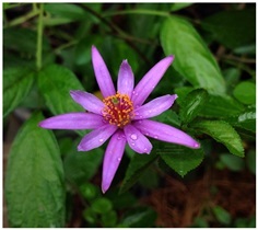 Lavender Star Flower