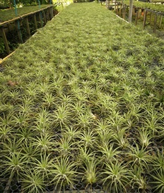 สับปะรดอากาศ tillandsia ทิลแลนเซีย