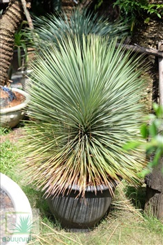 ยุคค่า (Yucca Rostrata)