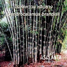 เมล็ดพันธุ์ไผ่หกหวานหลินซาง