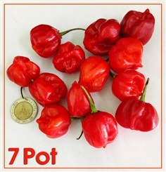 พริก 7 Pot