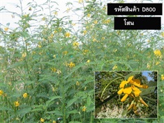 จำหน่ายเมล็ดพันธุ์โสน (เมล็ดพันธุ์คุณภาพดี ราคาถูก)