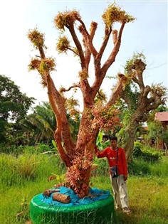 เสม็ดแดง