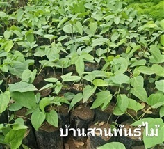 ผักสาบ