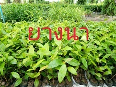ยางนา