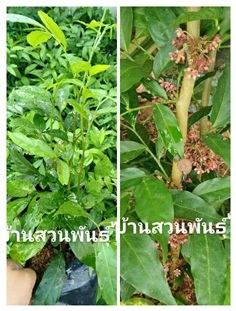 ใคร่หอม