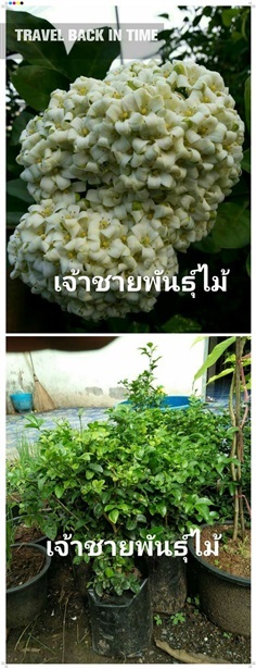 แก้วพวงดวงใจ