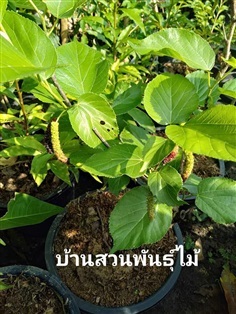 หม่อนใต้หวัน แม่ช่อ