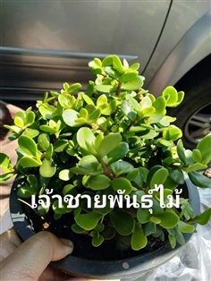 ต้นคราสซูล่า ต้นใบเงิน