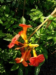 มธุรดา - Chinese trumpet vine (กทม)    