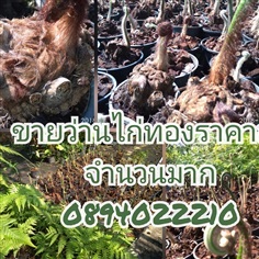 ว่านไก่ทอง(นำโชค)