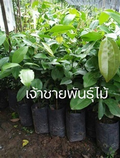 อบเชยเทศ