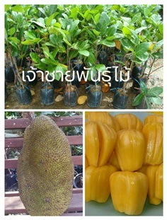 ขนุนทองสุดใจ