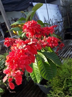 วาซีวีเซีย - หงส์เหิน (กทม)
