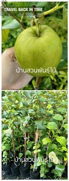 พุทรานมสด