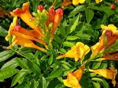 ทองอุไรแคระลาย - Tecoma Dwarf ‘Sparklette’ (กทม)