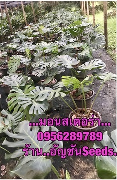 ขายมอนสเตร่า, มอนสเตอร์ร่า,Monstera