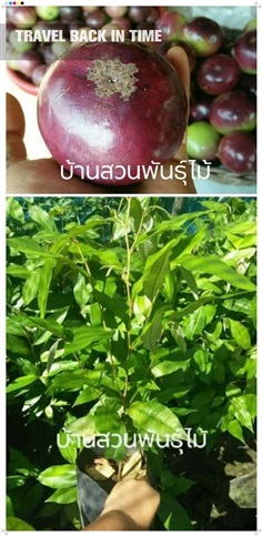 สตาร์แอปเปิ้ล