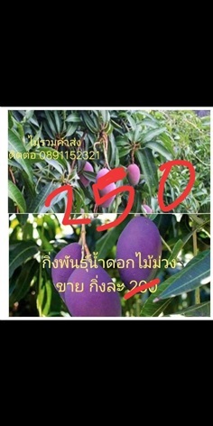 กิ่งพันธุ์มะม่วงน้ำดอกไม้สีม่วง