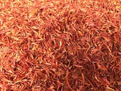 ดอกคำฝอย