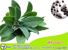 เสจ (Sage) / 20 เมล็ด