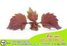 ชิโสะ แดง (Red Perilla- Shiso) / 500 เมล็ด