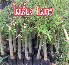 ไผ่เลี้ยง