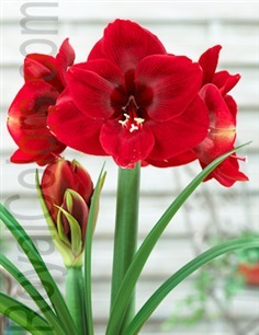 ว่านสี่ทิศ Amaryllis จากฮอลแลนด์แท้ ชื่อสี Magnum