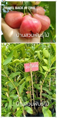 ชมพู่ยักษ์ใต้หวัน