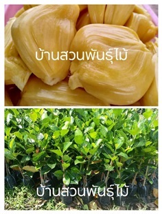 ขนุนฟ้าถล่ม