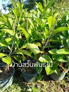 สร้อยสุวรรณ