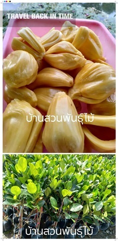 ขนุนทองส้ม