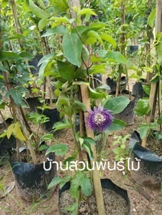 สร้อยฟ้า