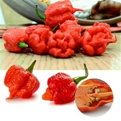 เมล็ดพันธุ์พริกCarolina reaper 